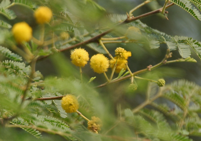 gum arabic tree